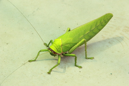 grasshopper on the floorの写真素材