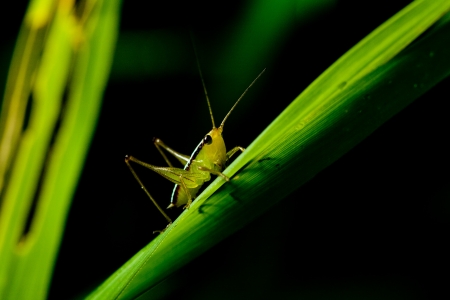 Cute nature grasshopperの写真素材