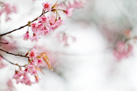 Pink Blossoms in rainの写真素材