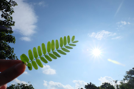 leaf in the skyの写真素材