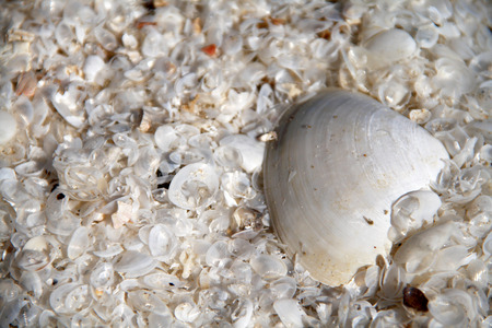 sea shells background