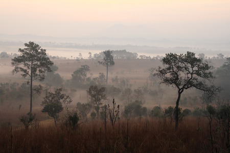 The sea of mist in the forest meadow at Thung Salaeng Luang Nation Park, Thailandの写真素材