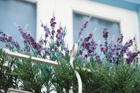 Flowerpot in front of a windowの写真素材
