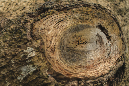 Tree trunk texture, selective focusの写真素材