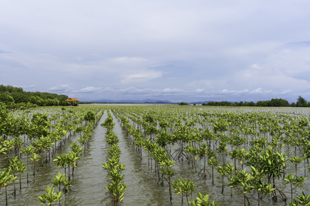 Mangrove forest at coast in Rayong, Thailandの写真素材