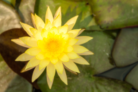 yellow lotus on the green leafの写真素材