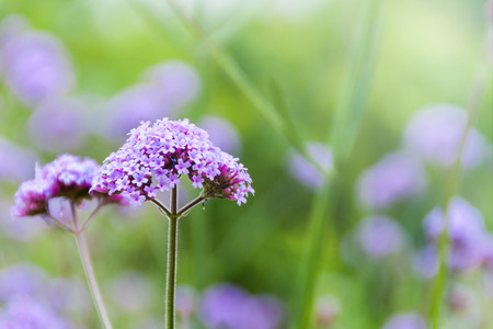 Purple verbena flowersの写真素材