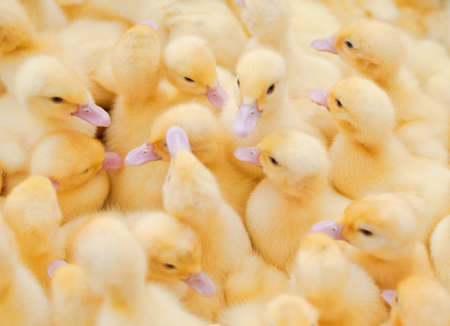 Duckの写真素材