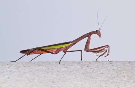 Mantis