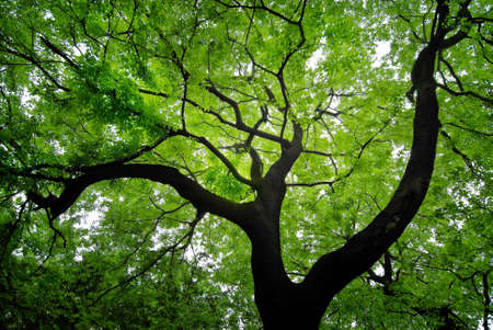 Treesの写真素材