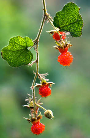 wood blackberry