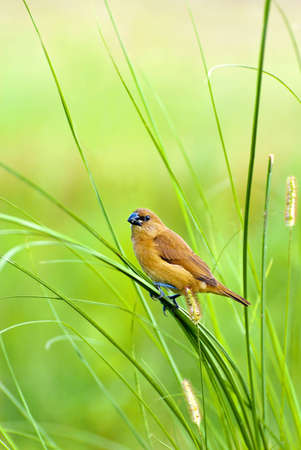 Grass finchesの写真素材