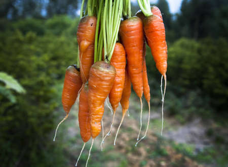 carrotsの写真素材