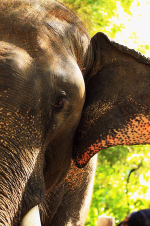 Clost up a half of head Thai elephant.