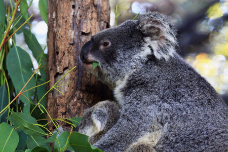 Mother and baby koala are eating eucalyptus leave.の素材