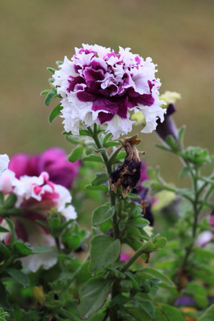 Blooming flower, white and purple color with faded flower.の素材