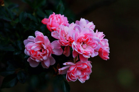 Blooming pink rose flower with black background at Chiangmai Thailand.の素材