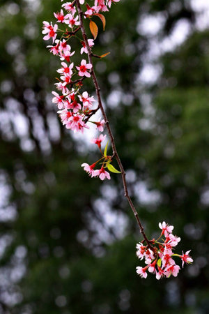 Beautiful blooming pink flower with bokeh background at Chiangmai Thailand.の素材