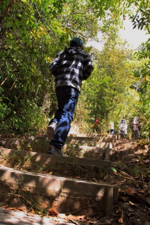 Backside view of man walking in the forest, journey.の素材