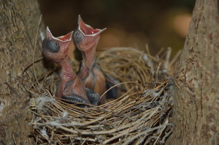 bird originsの写真素材