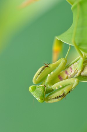 grasshopperの写真素材
