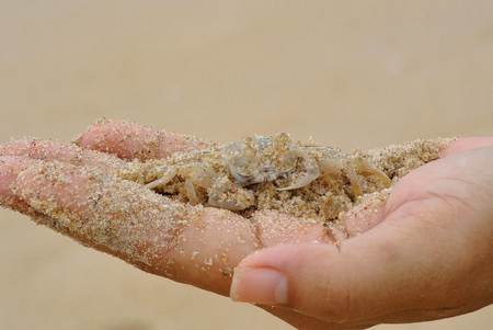 Crab and sand on human handの写真素材