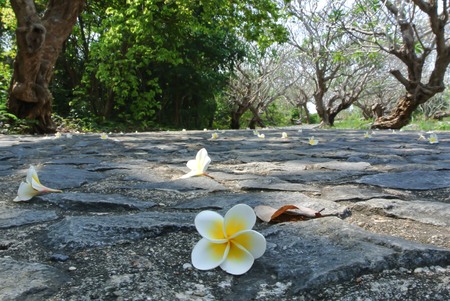 Plumeria flowers around the walkwayの写真素材
