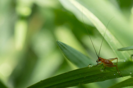 Insects, larvae, grasshoppersの写真素材