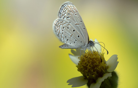 Insects, butterflies and flowersの写真素材