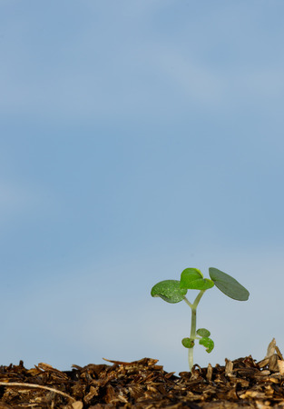 seedlingsの写真素材