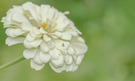 flower zinniaの写真素材
