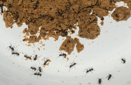 Ants eat sugarの写真素材