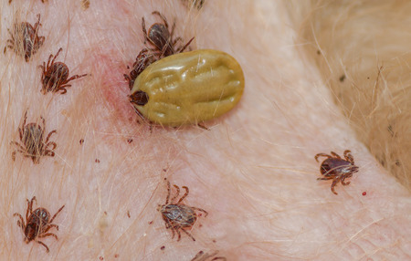 Dog tick - bloodsucking insect