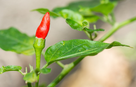 pepperの写真素材