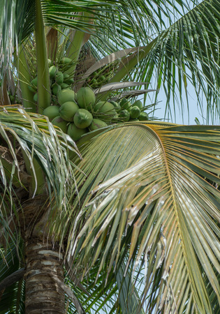 coconutの写真素材