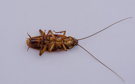 cockroach
