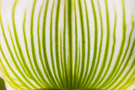 Close up macro beautiful leaf textureの写真素材