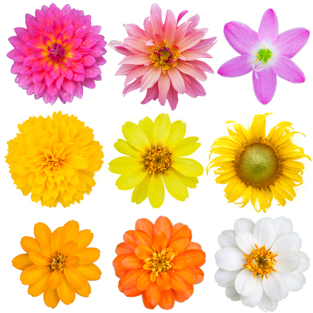 Flowers on isolateの写真素材
