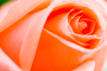Close up macro orange rose flowerの写真素材