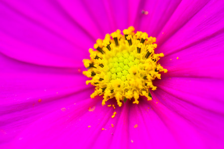 Close up macro purple flowerの写真素材