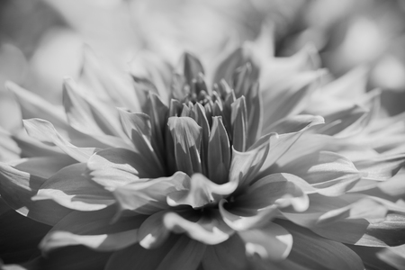 Black and white macro flowerの写真素材