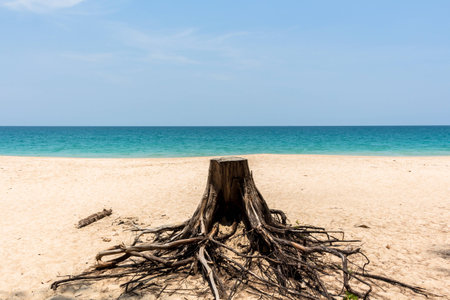 broken tree on sandの写真素材