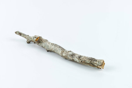 Tree branch, dry twig on white backgroundの写真素材