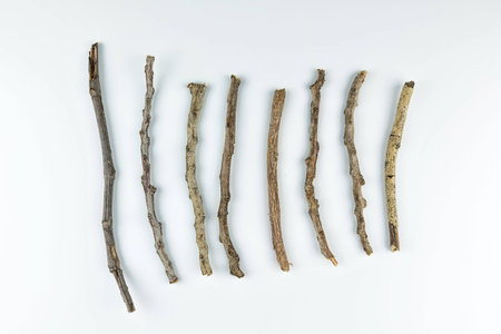 Set of dry tree branch, on white background