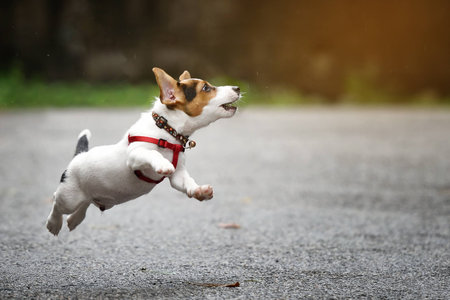 Jack Russell Terrier dog running and jumpingの写真素材