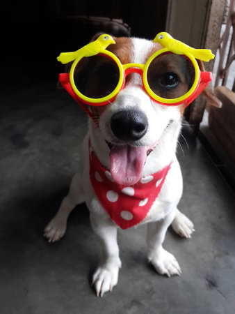 Jack Russell  Wearing sunglasses