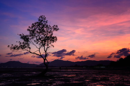 silhouette of big tree at beautiful twilight sky background.の写真素材