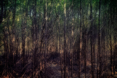Beautiful Forest Trees with Sunlight in the woodの写真素材