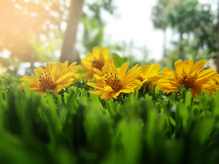 Yellow flowers on grass, close-up macro with soft focus.の写真素材