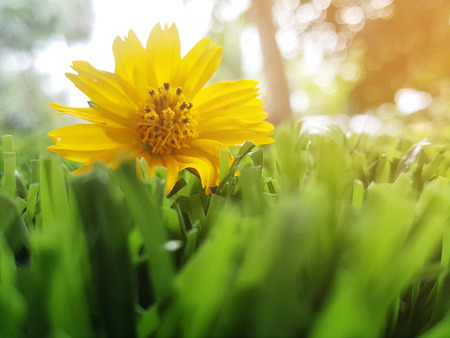 Yellow flowers on grass, close-up macro with soft focus.の写真素材
